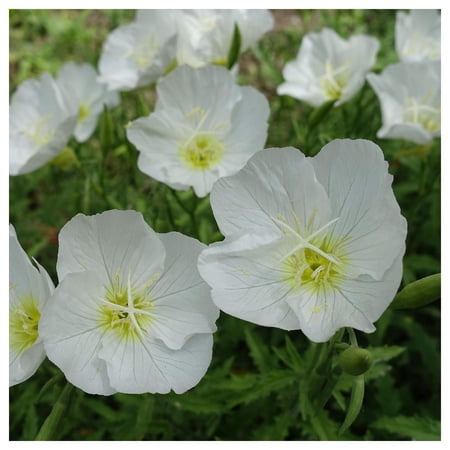 Everwilde Farms - 1 oz Pale Evening Primrose Native Wildflower Seeds - Gold Vault Bulk Seed Packet