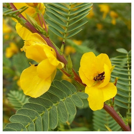 Everwilde Farms - 1 oz Partridge Pea Native Wildflower Seeds - Gold Vault Bulk Seed Packet