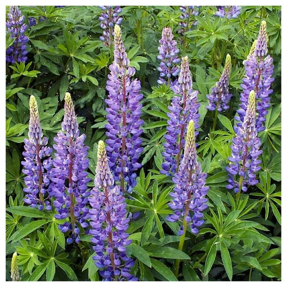 Everwilde Farms - 1 oz Perennial Lupine Garden Flower Seeds - Gold Vault Bulk Seed Packet