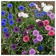 Everwilde Farms - 1 oz Polka Dot Mixed Bachelor Button Garden Flower Seeds - Gold Vault Bulk Seed Packet