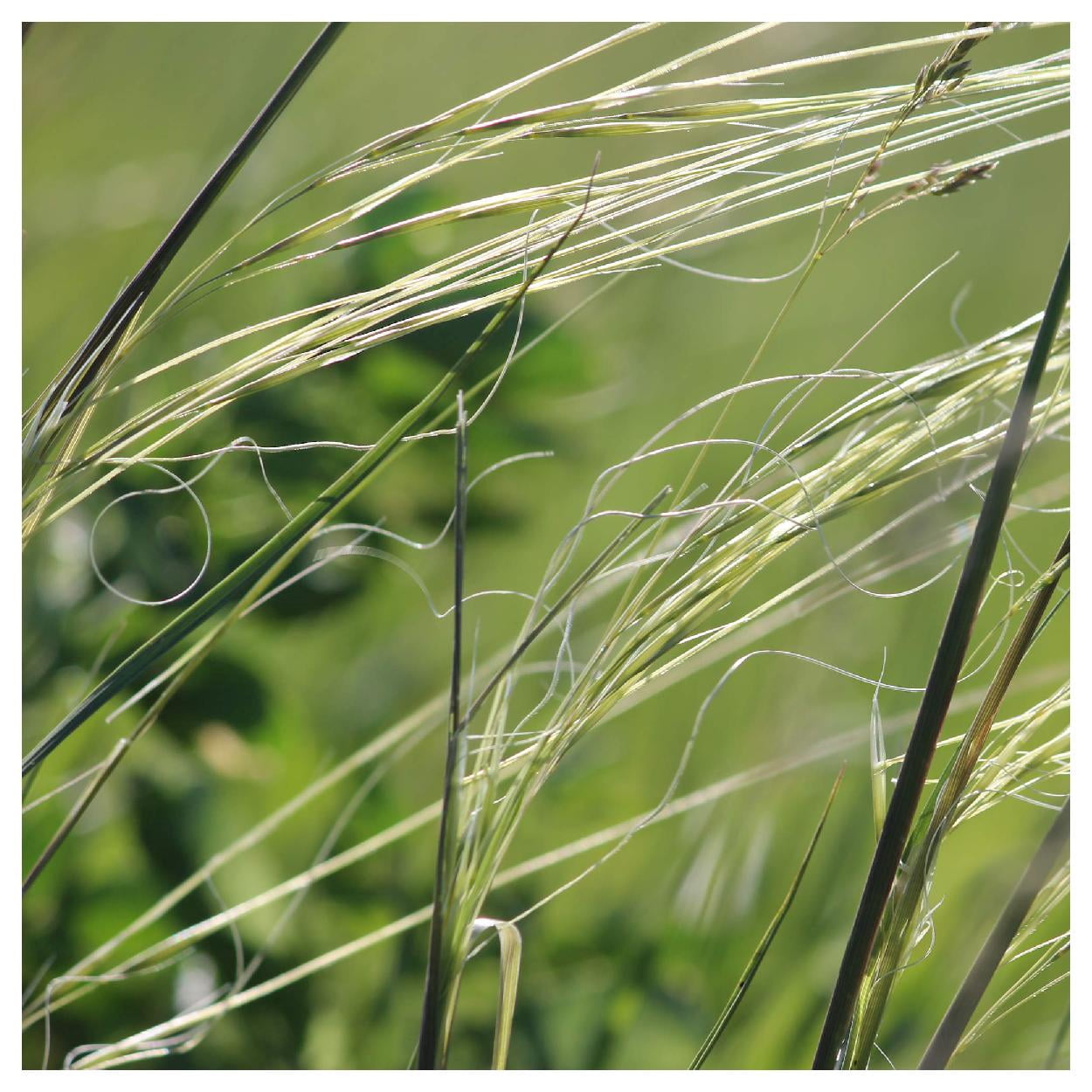 Everwilde Farms - 1 oz Porcupine Grass Native Grass Seeds - Gold Vault Bulk Seed Packet
