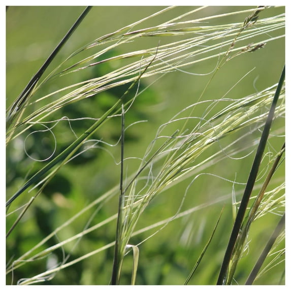 Everwilde Farms - 1 oz Porcupine Grass Native Grass Seeds - Gold Vault Bulk Seed Packet