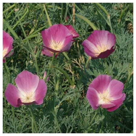 Everwilde Farms - 1 oz Purple Gleam California Poppy Garden Flower Seeds - Gold Vault Bulk Seed Packet
