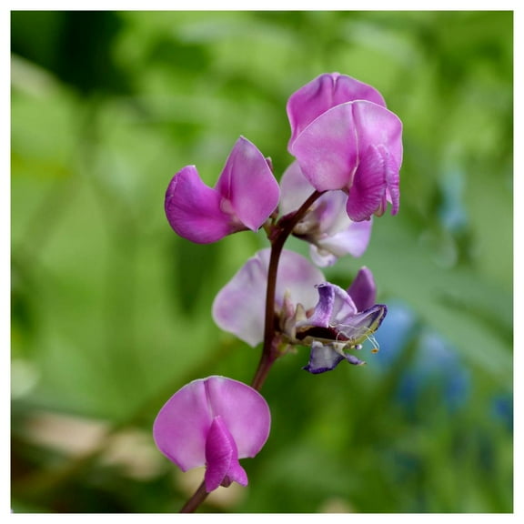 Everwilde Farms - 1 oz Purple Moonshadow Garden Flower Seeds - Gold Vault Bulk Seed Packet