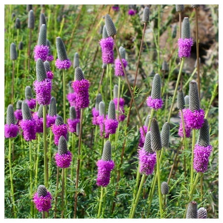 Everwilde Farms - 1 oz Purple Prairie Clover Native Wildflower Seeds - Gold Vault Bulk Seed Packet