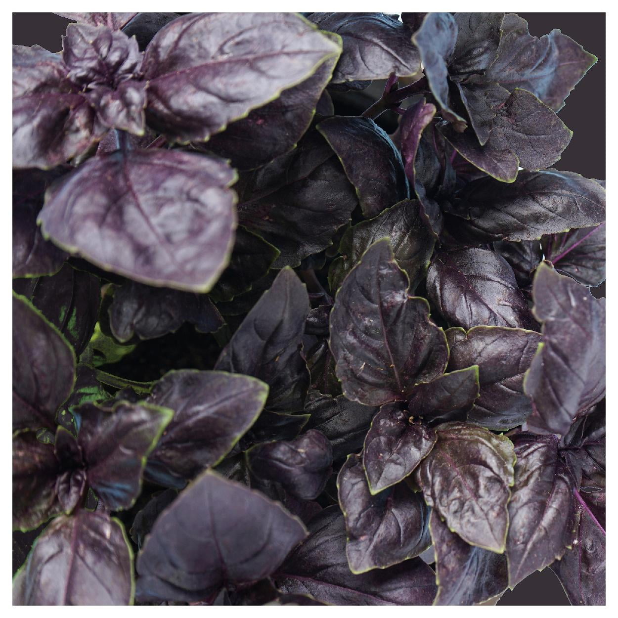 Everwilde Farms - 1 oz Purple Ruffles Basil Herb Seeds - Gold Vault Bulk Seed Packet