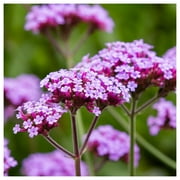 Everwilde Farms - 1 oz Purpletop Vervain Garden Flower Seeds - Gold Vault Bulk Seed Packet