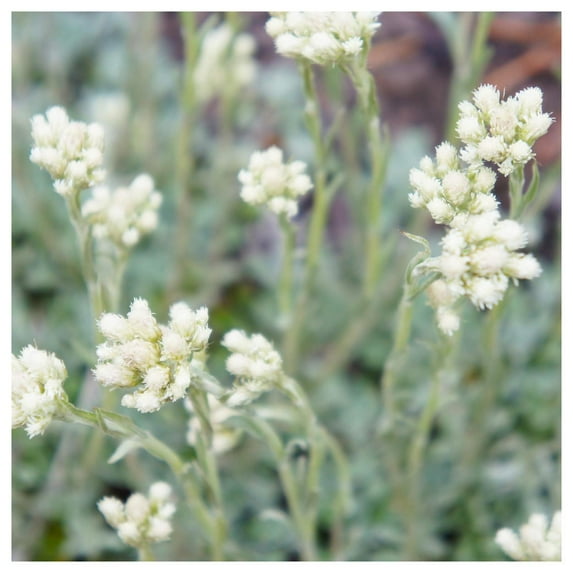 Everwilde Farms - 1 oz Pussytoes Native Wildflower Seeds - Gold Vault Bulk Seed Packet