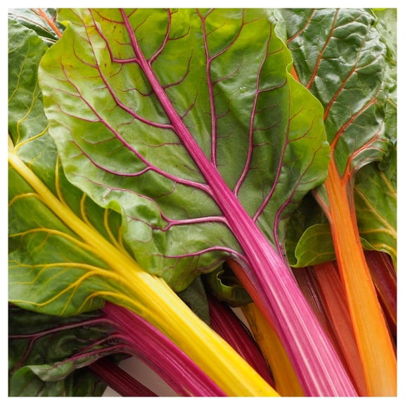 Everwilde Farms - 1 oz Rainbow Swiss Chard Seeds - Gold Vault Bulk Seed Packet