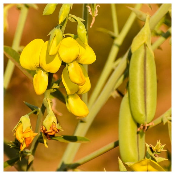 Everwilde Farms - 1 oz Rattlebox Native Wildflower Seeds - Gold Vault Bulk Seed Packet