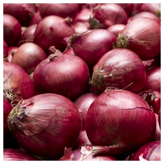 Everwilde Farms - 1 oz Red Burgundy Onion Seeds - Gold Vault Bulk Seed Packet