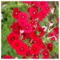thumbnail image 1 of Everwilde Farms - 1 oz Red Drummond Phlox Native Wildflower Seeds - Gold Vault Bulk Seed Packet, 1 of 4