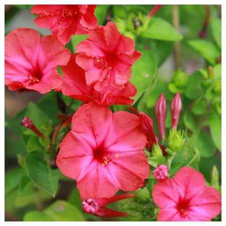 Everwilde Farms - 1 oz Red Four O Clock Garden Flower Seeds - Gold Vault Bulk Seed Packet