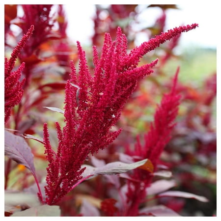 Everwilde Farms - 1 oz Red Garnet Amaranth Herb Seeds - Gold Vault Bulk Seed Packet