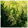 thumbnail image 1 of Everwilde Farms - 1 oz Reed Manna Grass Native Grass Seeds - Gold Vault Bulk Seed Packet, 1 of 2