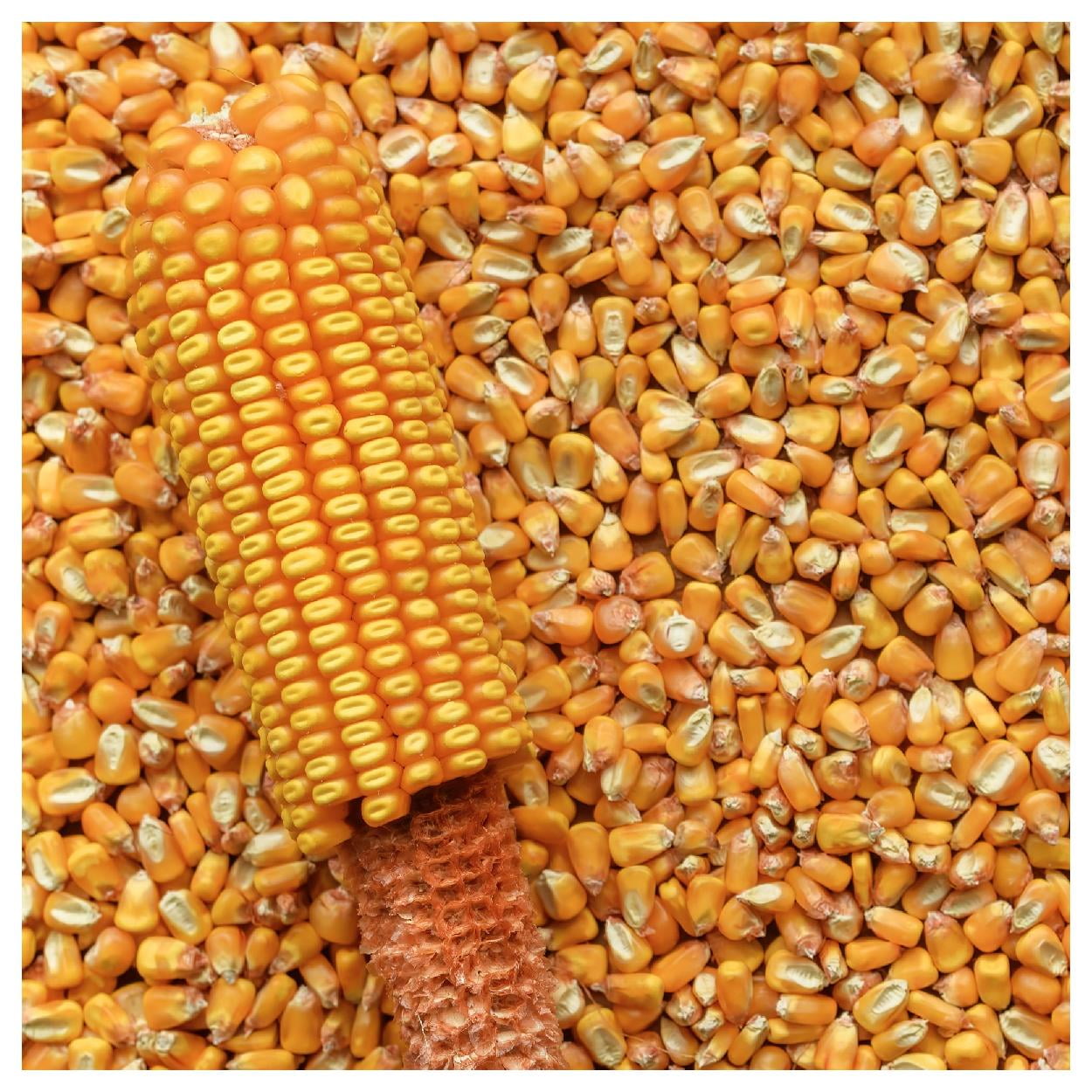 Everwilde Farms 1 oz Reids Yellow Dent Corn Seeds Gold Vault Bulk