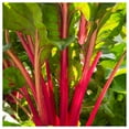thumbnail image 1 of Everwilde Farms 1 oz Rhubarb Red Swiss Chard Plant Seeds, Open Pollinated Heirloom, 1 of 3