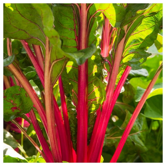 Everwilde Farms 1 oz Rhubarb Red Swiss Chard Plant Seeds, Open Pollinated Heirloom