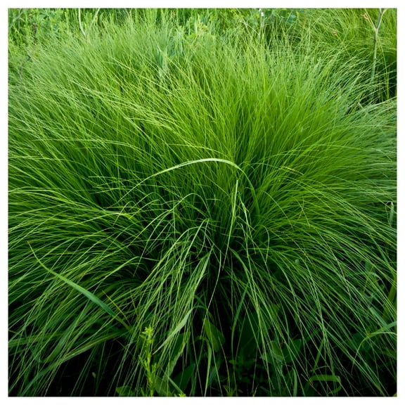 Everwilde Farms - 1 oz Rough Dropseed Native Grass Seeds - Gold Vault Bulk Seed Packet