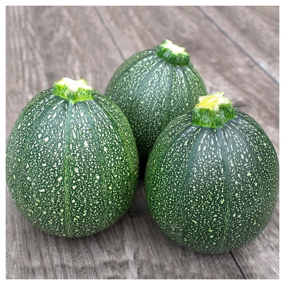 Everwilde Farms - 1 oz Round Zucchini Summer Squash Seeds - Gold Vault Bulk Seed Packet