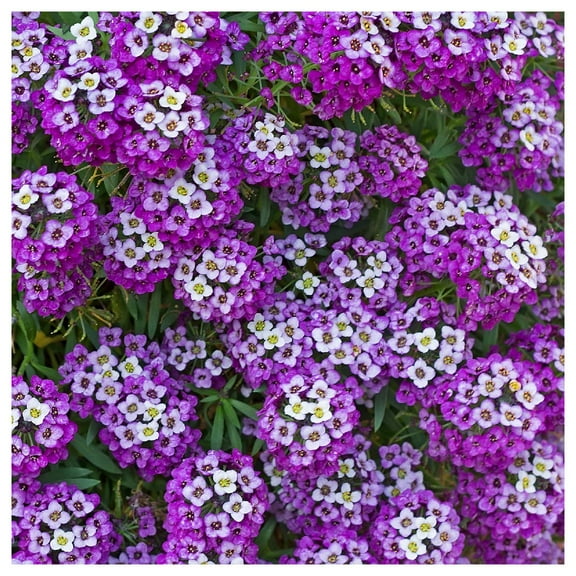 Everwilde Farms - 1 oz Royal Carpet Sweet Alyssum Garden Flower Seeds - Gold Vault Bulk Seed Packet