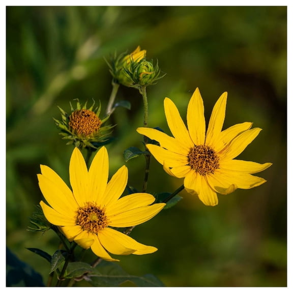 Everwilde Farms - 1 oz Sawtooth Sunflower Native Wildflower Seeds - Gold Vault Bulk Seed Packet