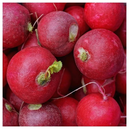 Everwilde Farms - 1 oz Scarlet Globe Radish Seeds - Gold Vault Bulk Seed Packet