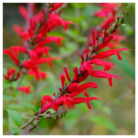 Everwilde Farms - 1 oz Scarlet Sage Native Wildflower Seeds - Gold Vault Bulk Seed Packet