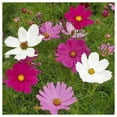 thumbnail image 1 of Everwilde Farms - 1 oz Sensation Tall Mixed Cosmos Garden Flower Seeds - Gold Vault Bulk Seed Packet, 1 of 3