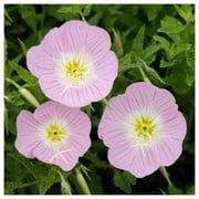 Everwilde Farms - 1 oz Showy Evening Primrose Native Wildflower Seeds - Gold Vault Bulk Seed Packet