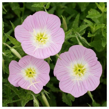Everwilde Farms - 1 oz Showy Evening Primrose Native Wildflower Seeds - Gold Vault Bulk Seed Packet