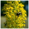 thumbnail image 1 of Everwilde Farms - 1 oz Showy Goldenrod Native Wildflower Seeds - Gold Vault Bulk Seed Packet, 1 of 2