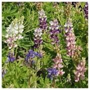 Everwilde Farms - 1 oz Sky Lupine Native Wildflower Seeds - Gold Vault Bulk Seed Packet