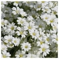 thumbnail image 1 of Everwilde Farms - 1 oz Snow in Summer Garden Flower Seeds - Gold Vault Bulk Seed Packet, 1 of 3
