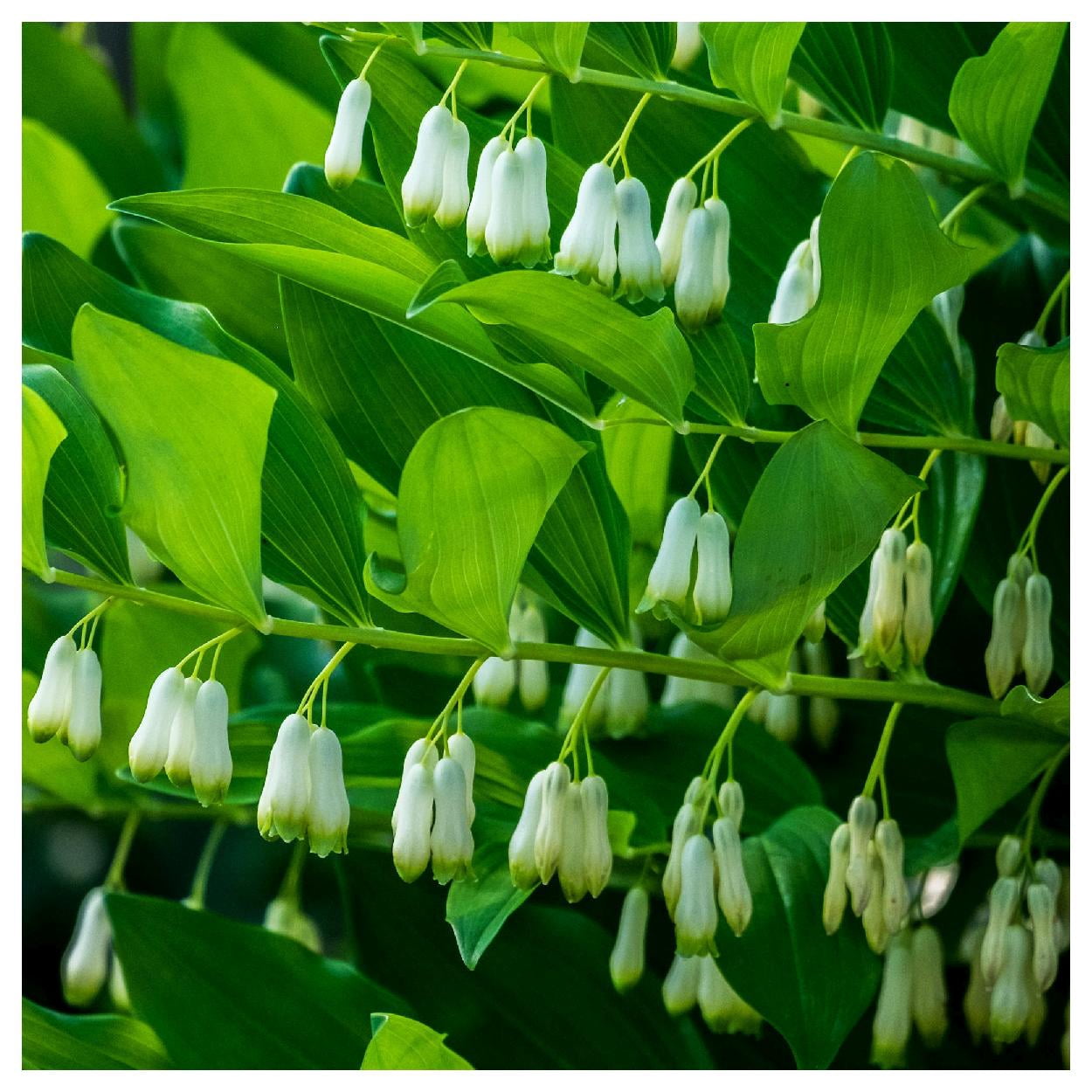 Everwilde Farms - 1 oz Solomons Seal Native Wildflower Seeds - Gold Vault Bulk Seed Packet