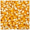 thumbnail image 1 of Everwilde Farms - 1 oz South American Yellow Popcorn Seeds - Gold Vault Bulk Seed Packet, 1 of 3