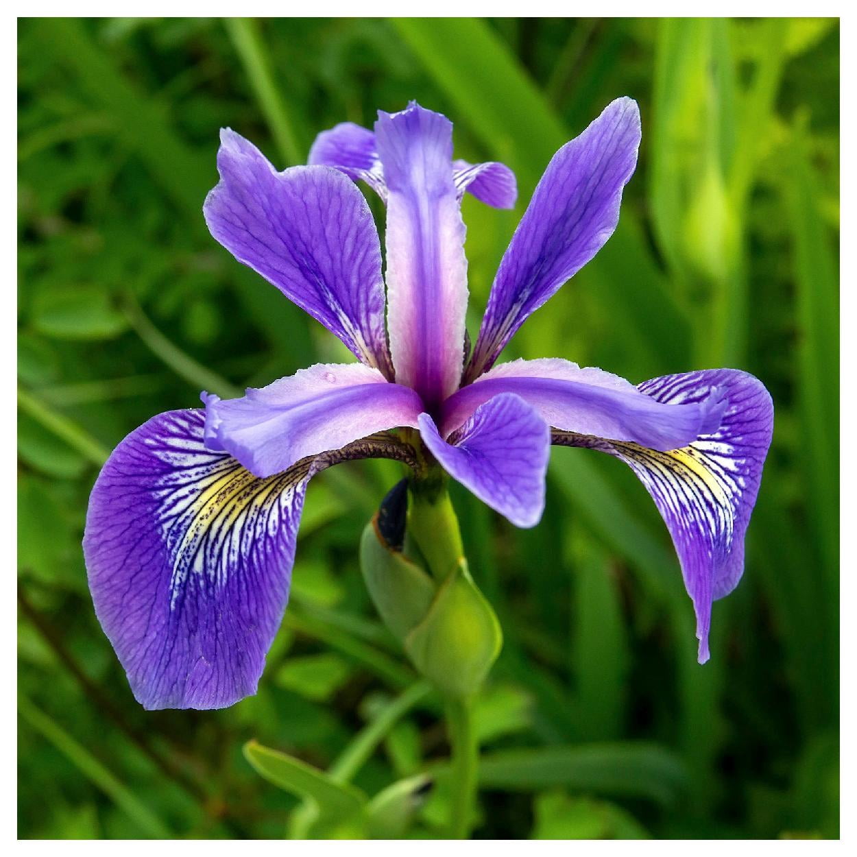 Everwilde Farms - 1 oz Southern Blue Flag Iris Native Wildflower Seeds - Gold Vault Bulk Seed Packet
