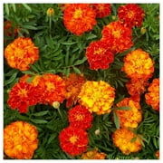 Everwilde Farms Orange French Marigold Flower Seeds