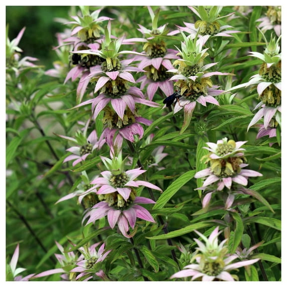 Everwilde Farms - 1 oz Spotted Bee Balm Native Wildflower Seeds - Gold Vault Bulk Seed Packet