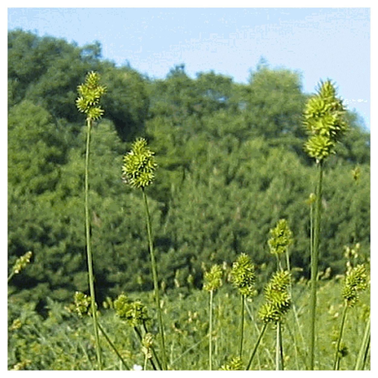 Everwilde Farms - 1 oz Spreading Oval Sedge Native Grass Seeds - Gold Vault Bulk Seed Packet