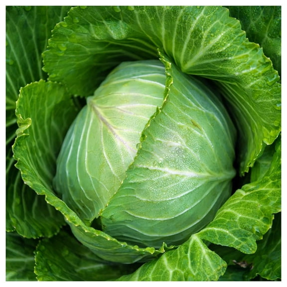 Everwilde Farms - 1 oz Stonehead F1 Hybrid Cabbage Seeds - Gold Vault Bulk Seed Packet