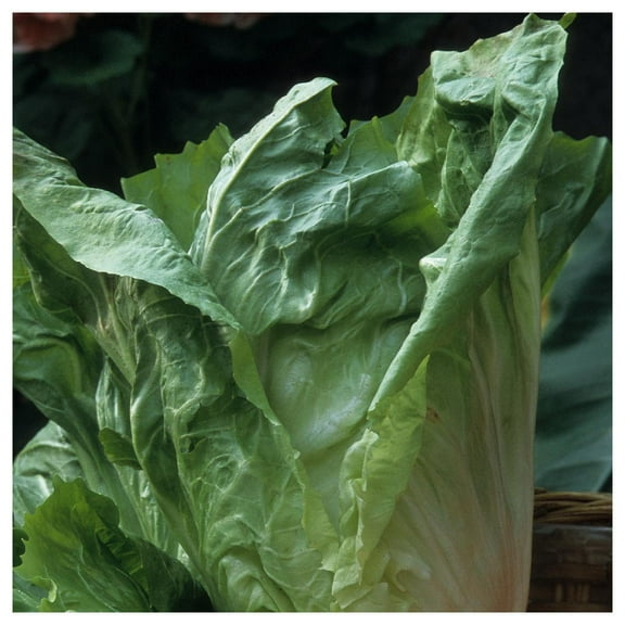 Everwilde Farms - 1 oz Sugar Loaf Endive Seeds - Gold Vault Bulk Seed Packet
