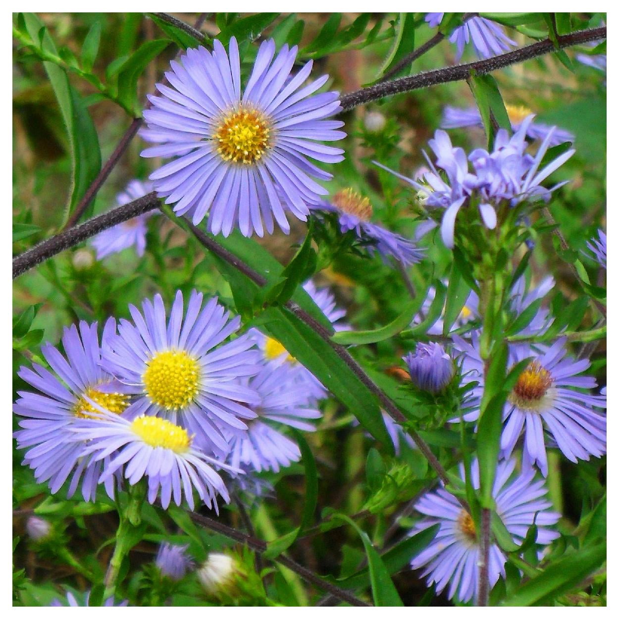 Everwilde Farms - 1 oz Swamp Aster Native Wildflower Seeds - Gold Vault Bulk Seed Packet