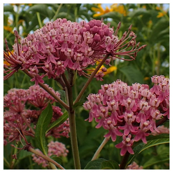Everwilde Farms - 1 oz Swamp Milkweed Native Wildflower Seeds - Gold Vault Bulk Seed Packet