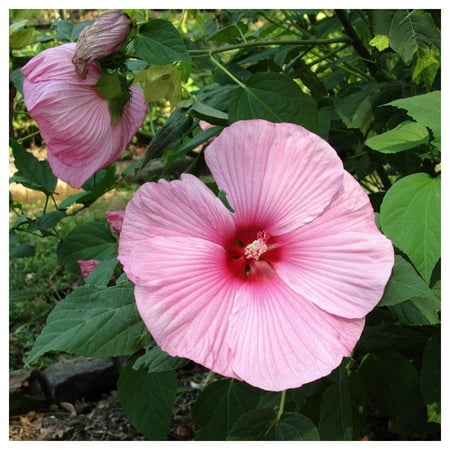 Everwilde Farms - 1 oz Swamp Rose Mallow Native Wildflower Seeds - Gold Vault Bulk Seed Packet