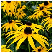 Everwilde Farms - 1 oz Sweet Black Eyed Susan Native Wildflower Seeds - Gold Vault Bulk Seed Packet