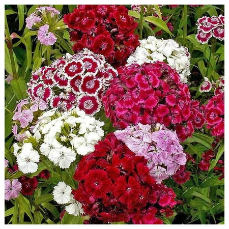 Everwilde Farms Sweet William Flower Seeds, Dianthus Family