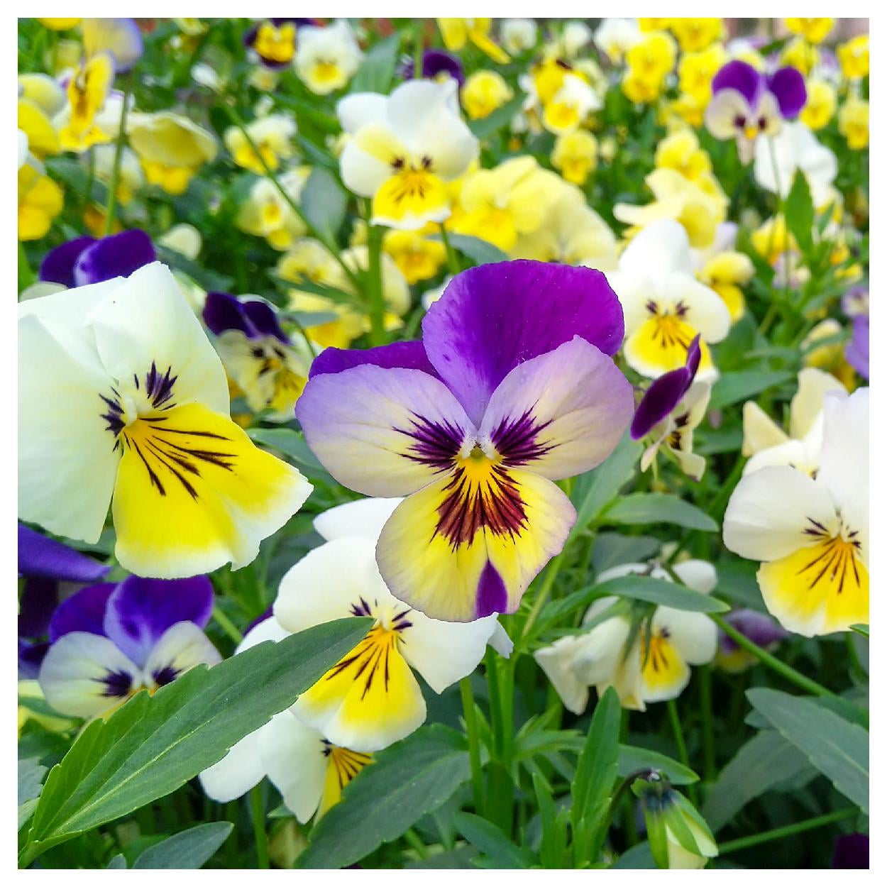 Everwilde Farms - 1 oz Swiss Giants Mixed Pansy Garden Flower Seeds - Gold Vault Bulk Seed Packet