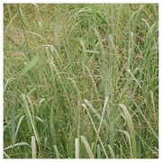 Everwilde Farms - 1 oz Switch Grass Native Grass Seeds - Gold Vault Bulk Seed Packet