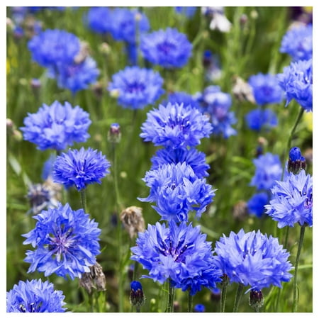 Everwilde Farms - 1 oz Tall Blue Bachelor Button Cornflower Garden Flower Seeds - Gold Vault Bulk Seed Packet